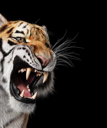 tigre à dents de sabre