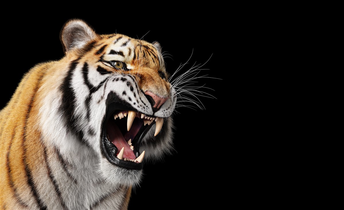 tigre à dents de sabre