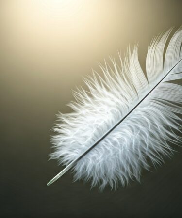 plume blanche et grise