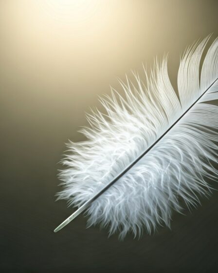 plume blanche et grise