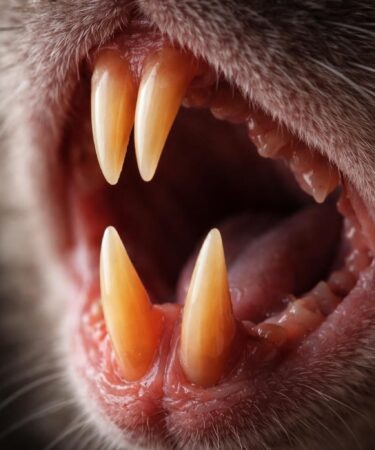 découvrez les secrets fascinants des crocs des rats, un aspect méconnu et surprenant du monde animal à explorer en profondeur.