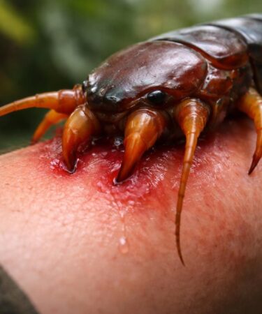 découvrez les dangers précis d'une morsure de scolopendre géant pour l'homme, ses symptômes, risques et les gestes nécessaires en cas de piqûre.