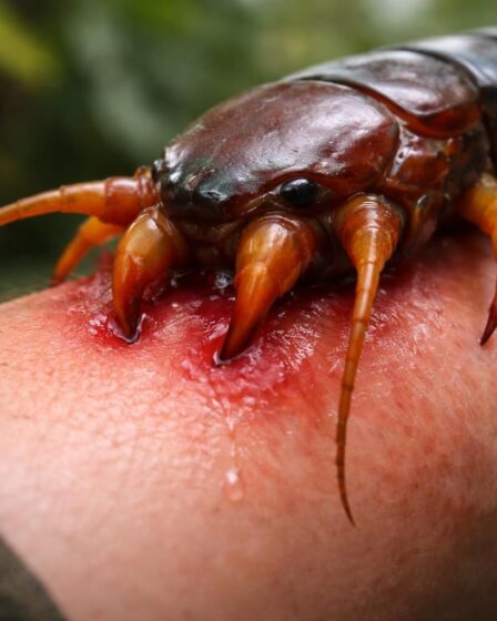 découvrez les dangers précis d'une morsure de scolopendre géant pour l'homme, ses symptômes, risques et les gestes nécessaires en cas de piqûre.