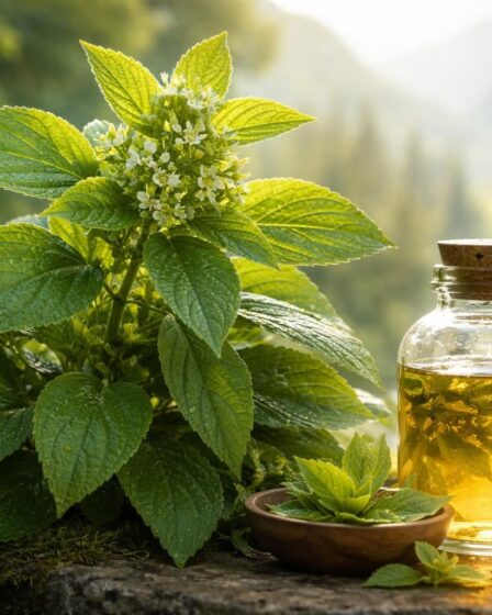 découvrez comment le tarraré peut améliorer votre bien-être grâce à ses nombreux bienfaits pour la santé. explorez ses vertus naturelles dès aujourd'hui.