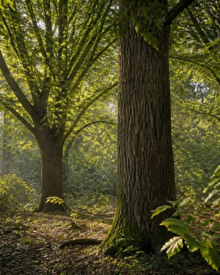 découvrez la liste complète des arbres dont le nom commence par la lettre u et explorez les secrets fascinants de ces arbres uniques.