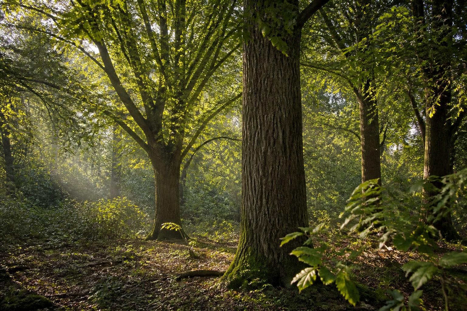 découvrez la liste complète des arbres dont le nom commence par la lettre u et explorez les secrets fascinants de ces arbres uniques.